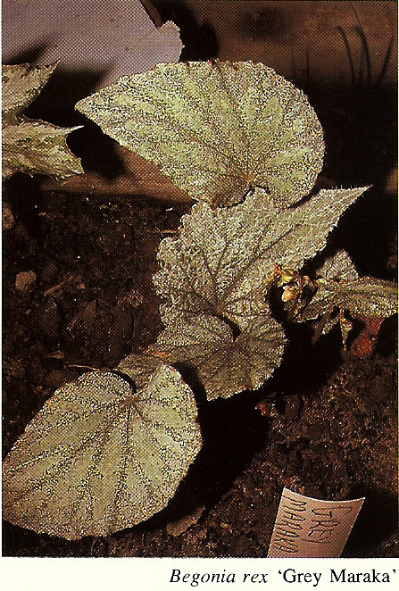 B. ‘Grey Maraka’